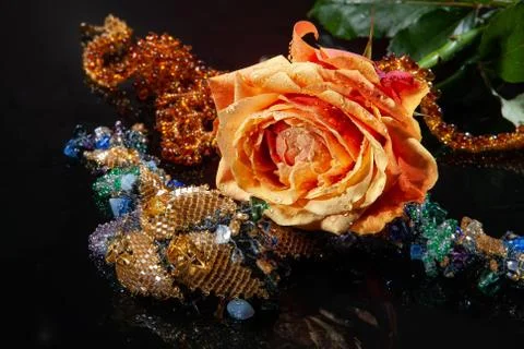 Lone Rose Stock Photos