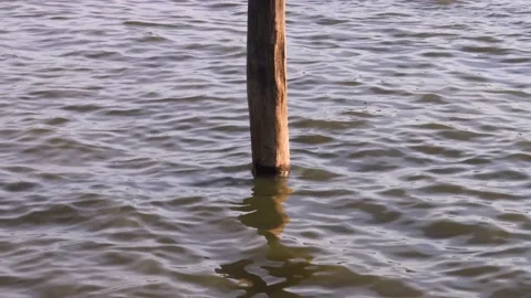 Lone rotten wooden pole in water. Stock Footage