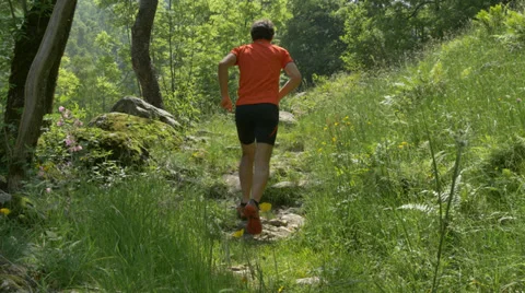 Lone runner running on path through summer forest, sunny day. 4K UHD Stock Footage 39381510