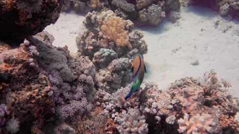 A lone rusty parrotfish swims along the seafloor in search of food along a Stock Footage 249241976