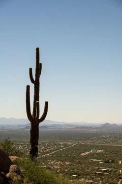 A lone saguaro Stock Photos