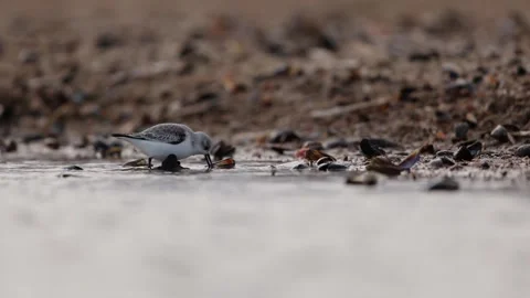 Lone Sanderling Foraging Along a Muddy Seashell Shoreline Stock Footage 295796330