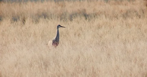 Lone Sandhill Crane in a Field Stock Footage 312583066