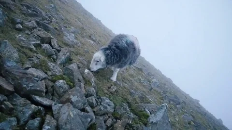 Lone scared sheep at top of Scafell Pike Stock Footage 82662672