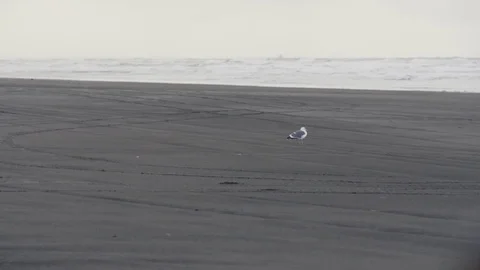 Lone Seagull On The Beach 動画素材 82768439