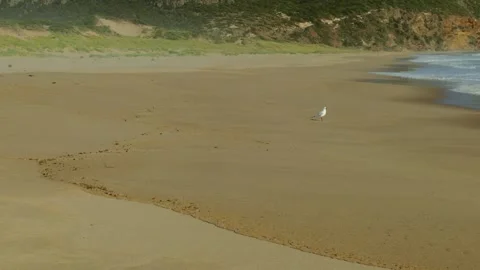 Lone Seagull on Beach Stock Footage 303020947