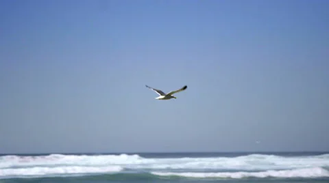 Lone seagull flies Stock Footage 59992482