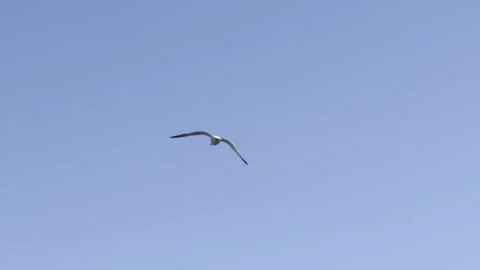 Lone seagull flying through clear sky panningLone seagull flying through cl.. Video stock 336510844