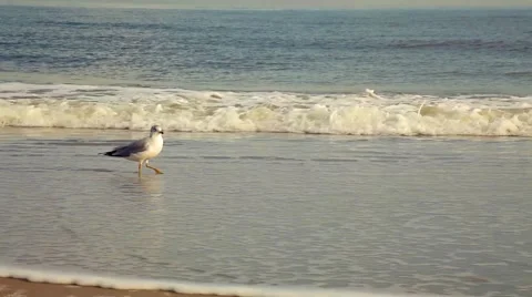 Lone Seagull Stock Footage 1068474