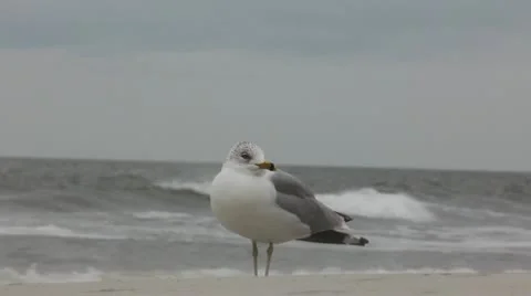 Lone Seagull Stock Footage 10905929