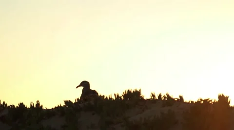 Lone Seagull Stock-Footage 67639245