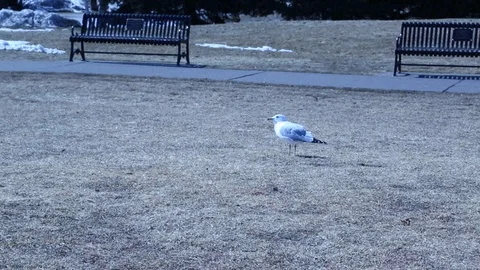 Lone Seagull Video stock 89454061