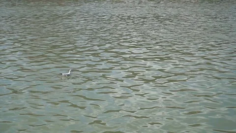 A lone seagull goes downstream in the river. 動画素材 105899738