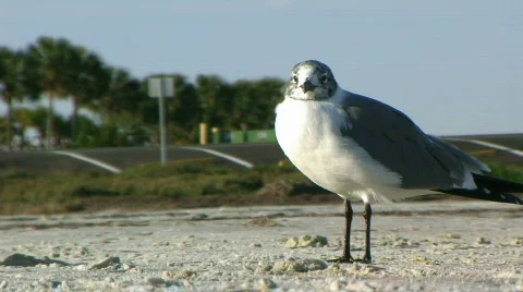 Lone Seagull (at the Gulf) 스톡 동영상 719417