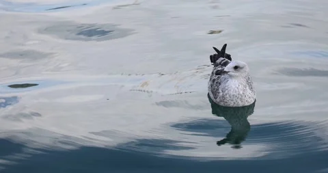 A lone seagull majestically riding almost imperceptible ocean waves Stock Footage 320355387