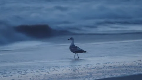 Lone Seagull in Ocean Surf at Sunset – San Francisco Coastline Vídeo Stock 310340892
