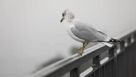 A lone seagull perches on the railing Stock Footage 302228165