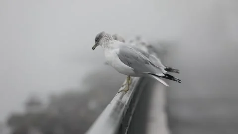 A lone seagull perches on the railing Stock Footage 302228174
