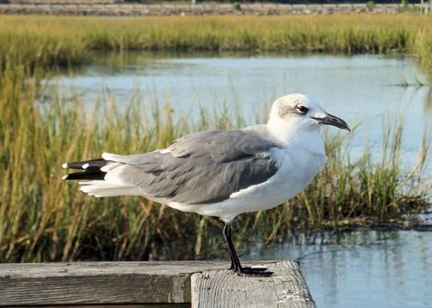 Lone Seagull Fotos de archivo