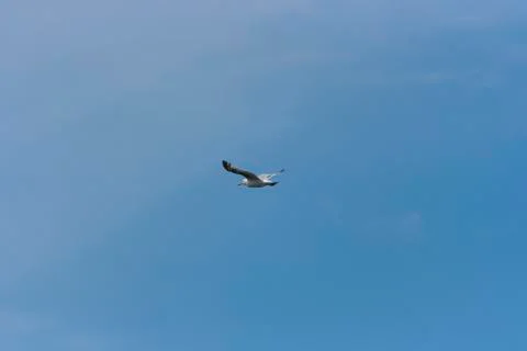 Lone Seagull Stock Photos