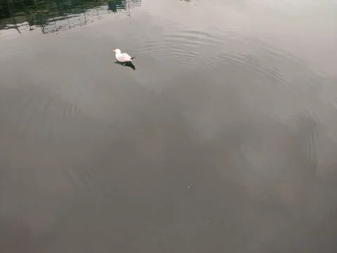Lone Seagull Stock Photos