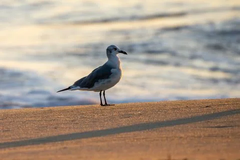 Lone Seagull Stock Photos