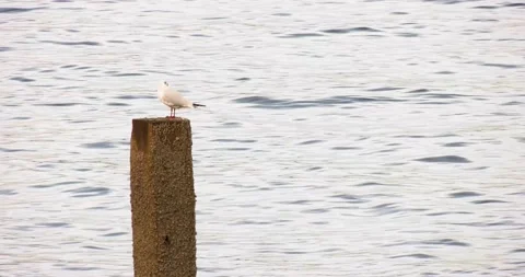 Lone Seagull on a Pole Video stock 134357934