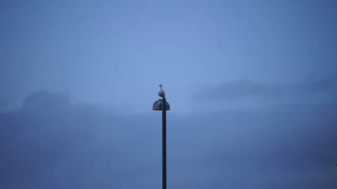 Lone seagull sitting on top of single street light at twilight Stockbeeldmateriaal 236812121