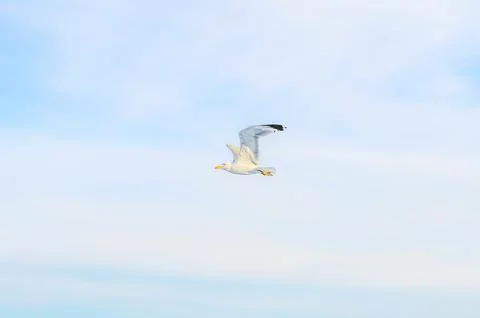 A lone seagull soars gracefully through a vast expanse of pale blue sky wit.. 库存照片