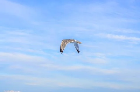 A lone seagull soars gracefully through a vast expanse of blue sky with wis.. Stock Photos