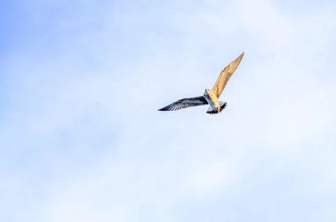 A lone seagull soars gracefully through the vast expanse of a clear blue sky Stock Photos