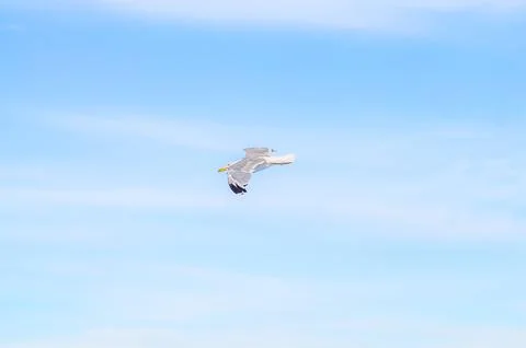 A lone seagull soars gracefully through the vast expanse of a clear blue sk.. Stock Photos
