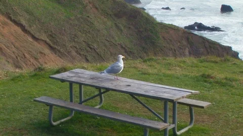 Lone seagull standing on picnic table in Cannon Beach, Oregon USA Stock Footage 102187818