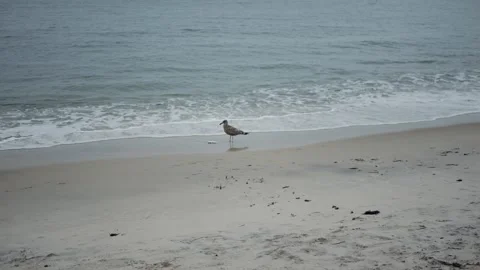 A lone seagull stands on a sandy beach near gentle ocean waves... Stock Footage 317702287