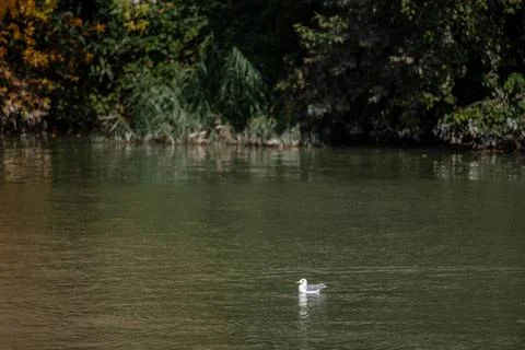 Lone Seagull on a Tranquil River Stock Photos