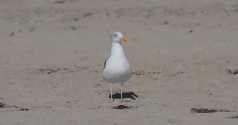 Lone seagull walking on a sandy beach Vidéo 219702216