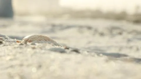 Lone Seashell 库存照片