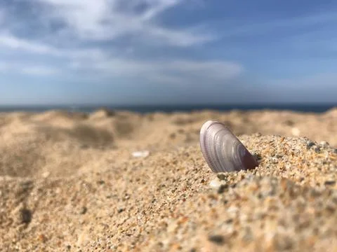 Lone Seashell in the Sands 스톡 사진