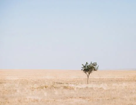 The Lone Sentinel Stock Photos