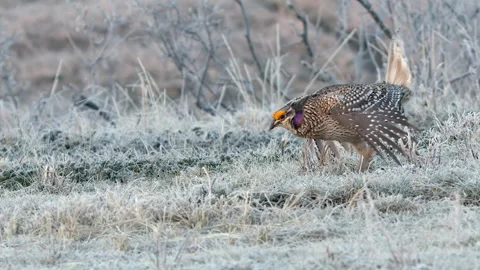 Lone Sharp-tailed grouse dances slo mo across frosty prairie frame Stock Footage 308366489