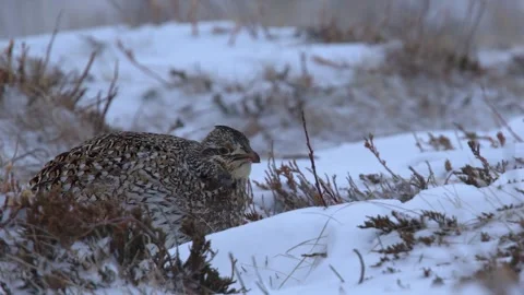 Lone Sharp-tailed grouse vocalizes and pecks at snowy, windy prairie Vidéo 334320538