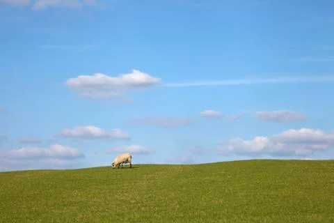 Lone sheep background Stock Photos