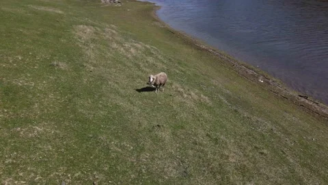 A lone sheep on a clearing by the river Stock Footage 153175766