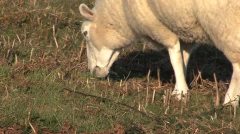 Lone Sheep Eating 2 Stock Footage 32973771