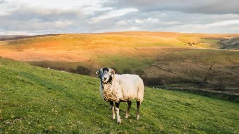 Lone sheep in front of Cheeks Hill Stock Photos