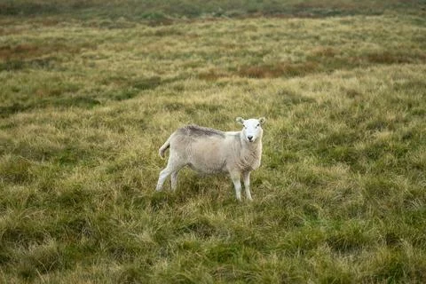 Lone sheep in grass looking at camera 库存照片