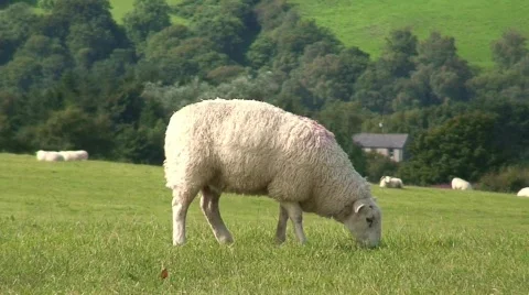 Lone Sheep Grazing Stock-Footage 320159