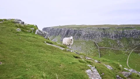 Lone Sheep Grazing on Rugged Green Slopes Beneath Rocky Cliffs on the Isle of Stock Footage 346598511