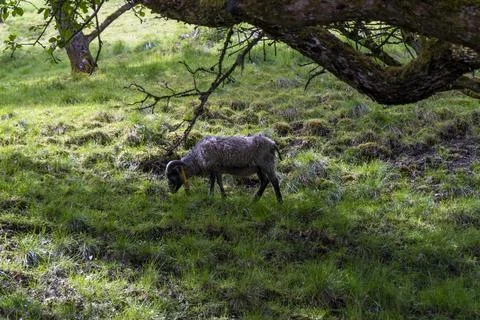 Lone sheep grazing under a tree in a lush green field Stock Photos