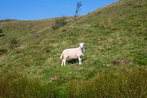 Lone sheep looking at camera on grassy hill 库存照片